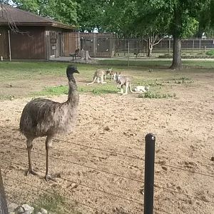 Koa the Emu and four kangaroos.