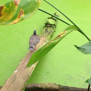 Sunbittern and Terrapins