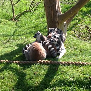 A Group of Ring-Tailed Lemurs