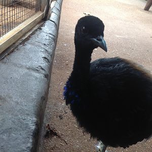 Grey-Winged Trumpeter