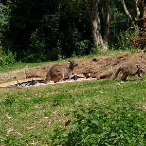 Kangaroo enclosure, June 2017