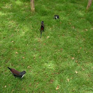 Diana Monkeys, June 2017