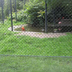 Tierpark Hagenbeck - South American aviary