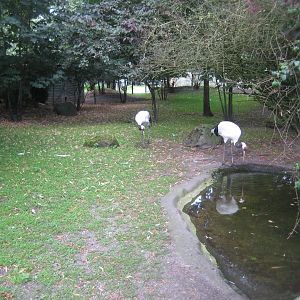 Tierpark Hagenbeck - Red-crowned crane exhibit