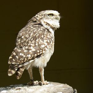 Burrowing Owl - 26 June 2017