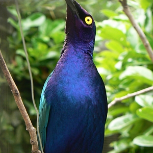 Purple Glossy-starling - 26 June 2017