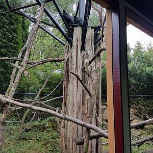 Enclosure Francois langur