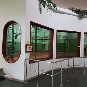 Indoor-enclosure White-naped mangabey