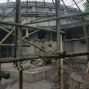 Outdoor-enclosure White-naped mangabey