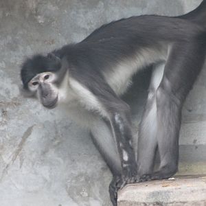 White-naped mangabey