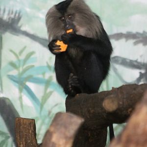 Lion-tailed macaque