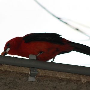 Brazilian tanager