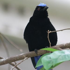 Fairy bluebird