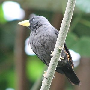Scissor-billed starling
