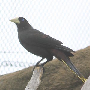 Crested oropendola