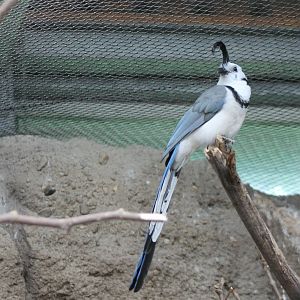 White-throated magpie-jay