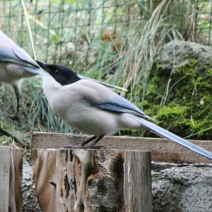 Asian azure-winged magpies