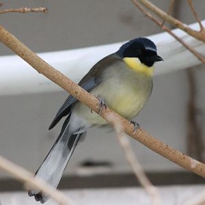 Blue-crowned laughing-thrush