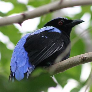Fairy bluebird