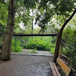 Viewing-window Amur leopard