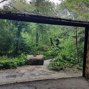 Second viewing-window Amur leopard