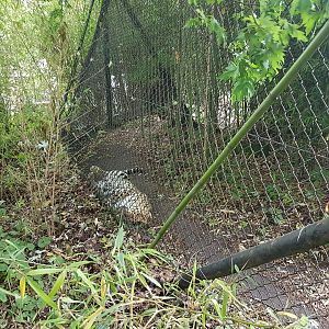 Resting Amur leopard
