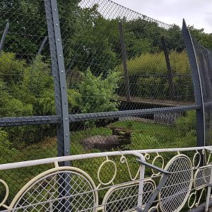 View into Sumatra tiger enclosure