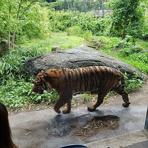 Sumatra tiger