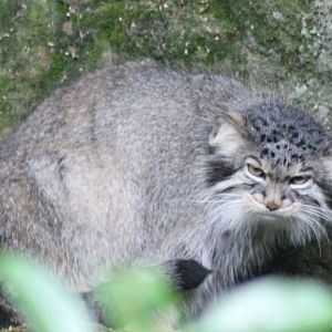 Pallas cat