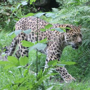 Amur leopard