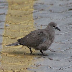 Young Laughing dove