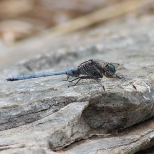 Dragonfly ID