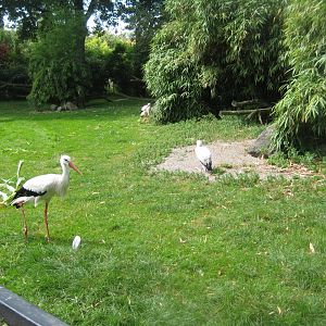Tierpark Hagenbeck - Stork exhibit