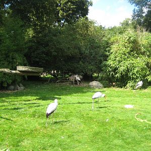 Tierpark Hagenbeck - Stork exhibit