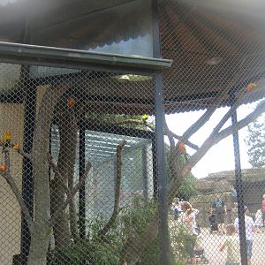 Tierpark Hagenbeck - Conure aviary