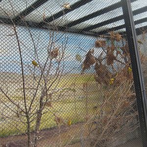Tierpark Hagenbeck - Weaver aviary