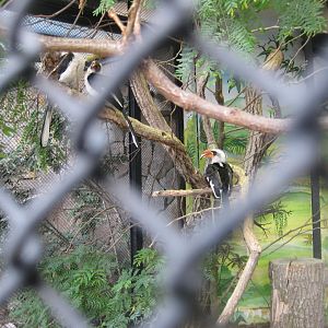 Tierpark Hagenbeck - Hornbill aviary
