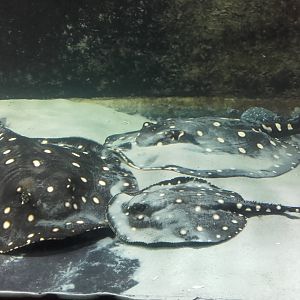 Big Tooth River Stingrays