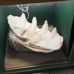Giant Clamshell