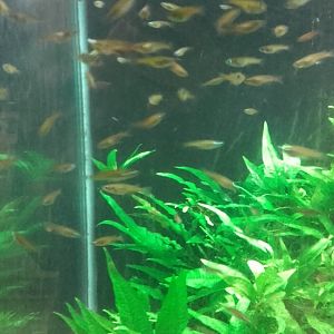 Neon Blue Ricefish Tank