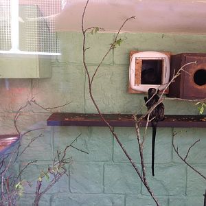 Red-Bellied Tamarin?