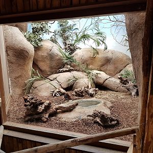 Rufous-black sengi enclosure