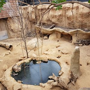 Meerkat - Porcupine and Tortoise enclosure