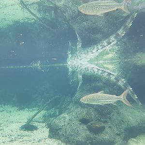 Underwater-viewing Crocodiles