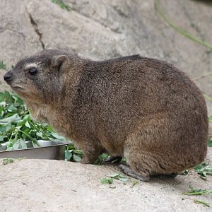 Cape hyrax