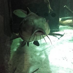 Mother-of-Snails Catfish
