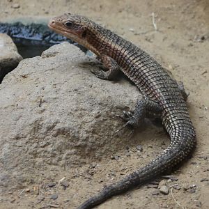 Sudan plated lizard