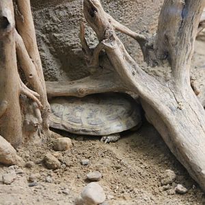 Hiding Pancake tortoise