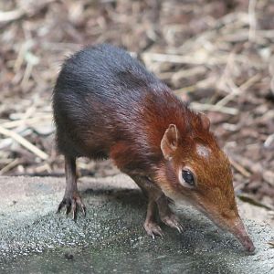 Rufous-black sengi