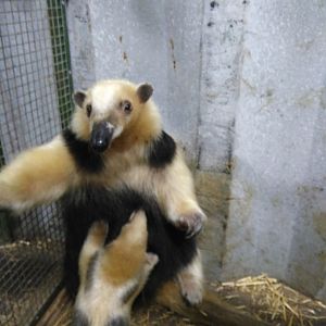 Lesser Anteater born in Bioparque, April 24, 2017.
